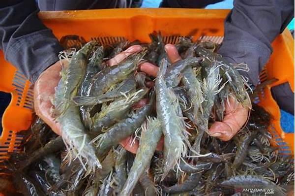 Ekspor Udang Vaname Dari Aceh Ke Jepang Lewat Pelabuhan Krueng Geukueh