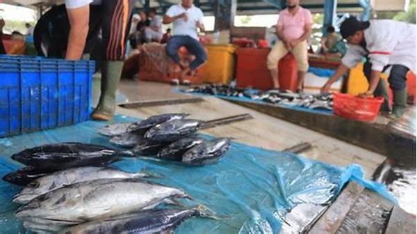 Harga Ikan Di Pesisir Aceh Naik Tajam, Nelayan Untung Besar