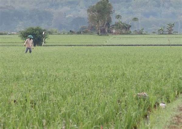 Kementerian Pertanian Umumkan Swasembada Beras Tahun Depan