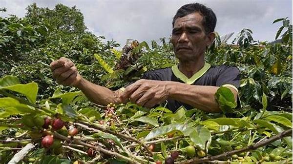 Petani Kopi Gayo Aceh Tengah Nikmati Lonjakan Harga Pasar Ekspor